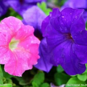 蝶恋花