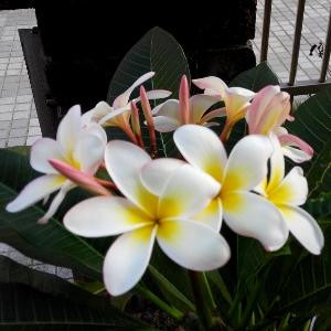 墨荷