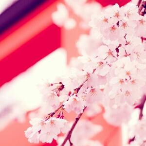 花颖