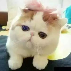 封心锁爱