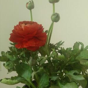 芹叶牡丹