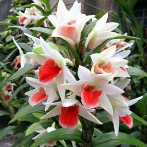 花开四季