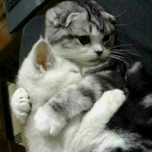 紫色的猫