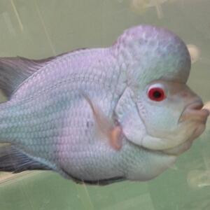 蓝海水族