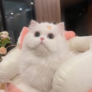 你的中二芒果