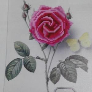芣苢盫菂