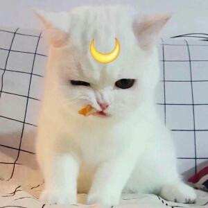 大鑫子@