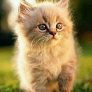 发财猫
