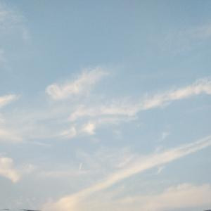 蒲公英