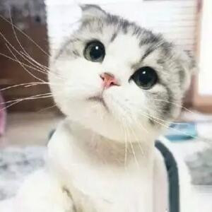 快乐的包子