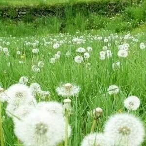 枫枫