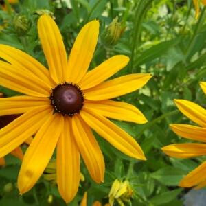 春天里的洋娃娃