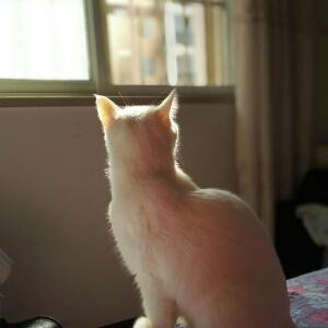 幸福的小猫