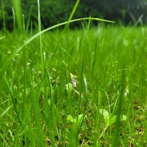 野草