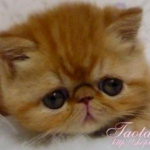 猫儿