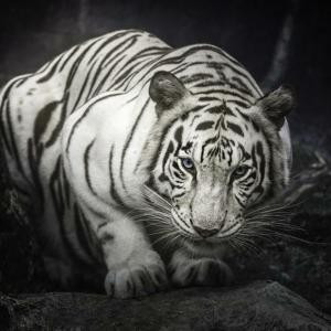 龙帝