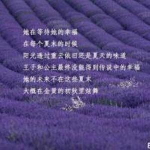 薰衣草的回忆