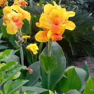芫思