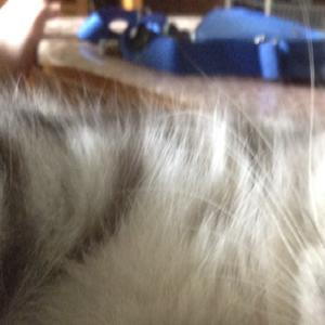 猫猫730