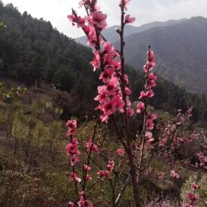 芬芳