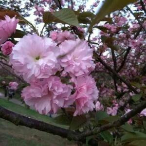 樱花草莓