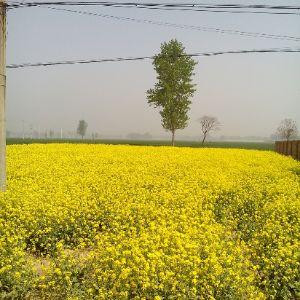 坛花