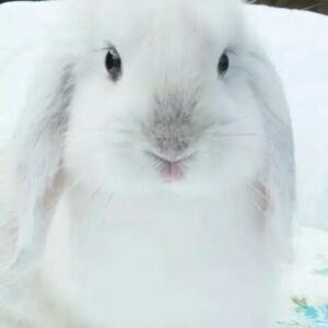 萌萌兔