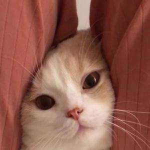 一只小鳕鱼