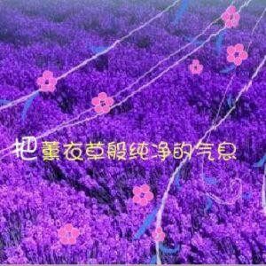 薰衣草的愛