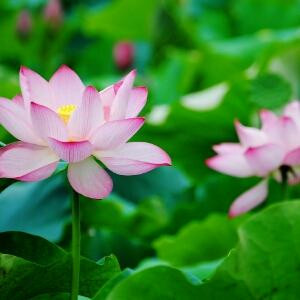 彼岸花开