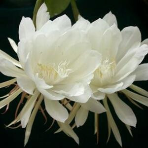 木槿