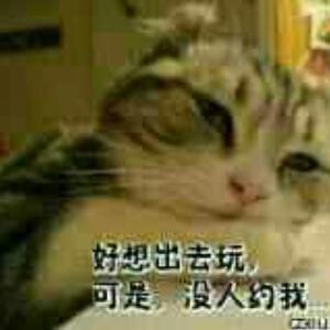 爱吃猫的鱼