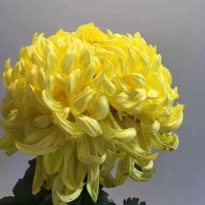 不可壹ㄝ窮小子