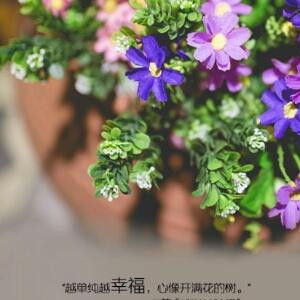 樱花落