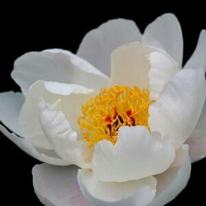 花儿朵朵