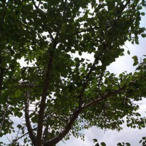 随风潜入夜