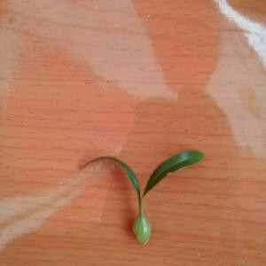 花儿