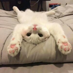 凌陌