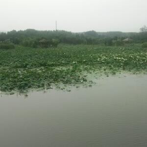六子