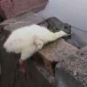 蜗牛