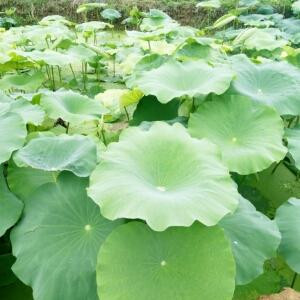 小花一川