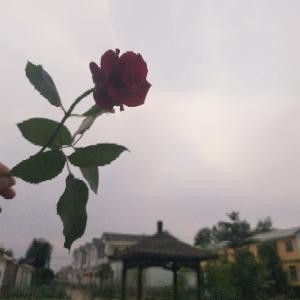 晨宝