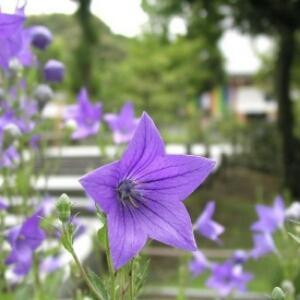 寒冰泠