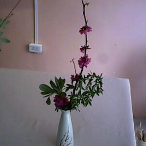 芙蓉