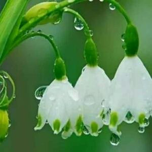 诗悠曦