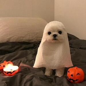 傲慢又自负