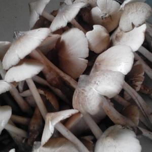 曹荧