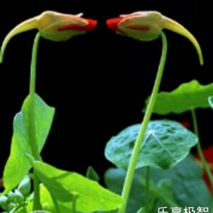 快乐