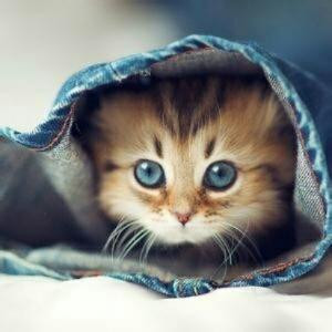 白猫天堂的尾巴