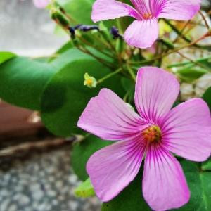 小巧玲珑